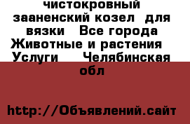 чистокровный зааненский козел  для вязки - Все города Животные и растения » Услуги   . Челябинская обл.